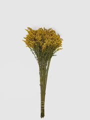 Flores de Solidago Preservadas-Artiflora