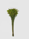 Flores de Solidago Preservadas-Artiflora