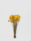 Flores Secas de Inmortal-Artiflora